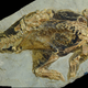 The dinosaur fossil is from China, but it is currently housed in a Frankfurt museum.